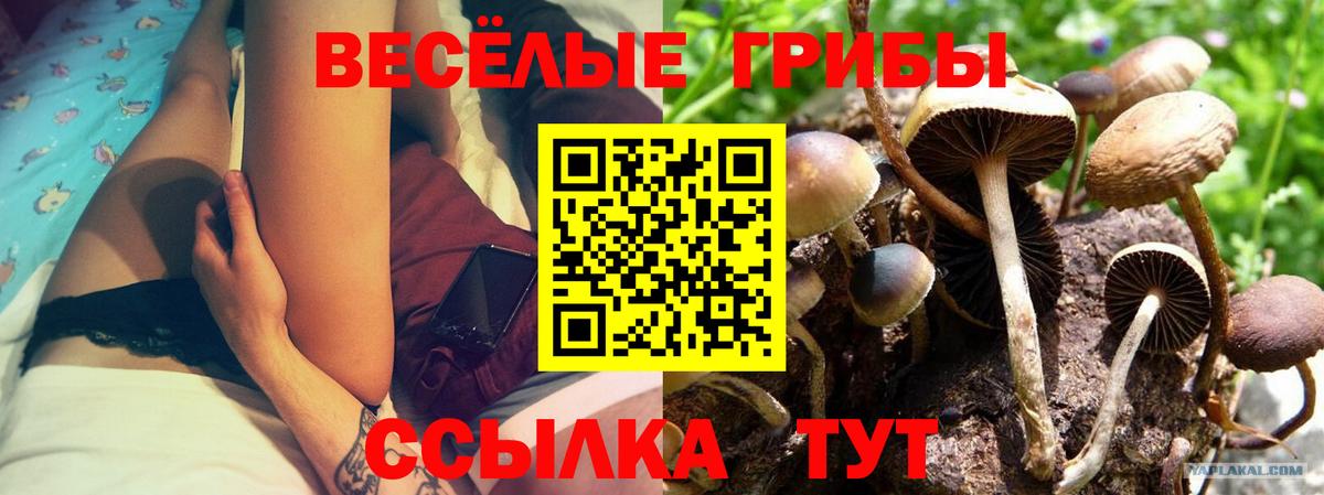Мытищи  Галлюциногенные грибы прущие грибы  купить наркотик  Псилоцибиновые грибы MAGIC MUSHROOMS  Вход с VPN 